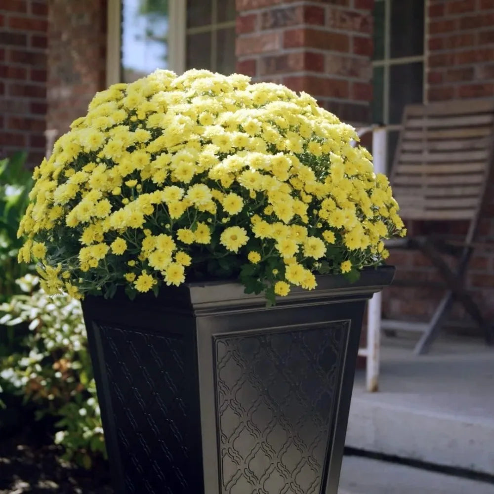 Casablanca Vase - Home Garden Decorative Planters